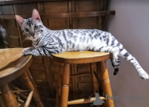 Additional photos: Bengal kittens for sale