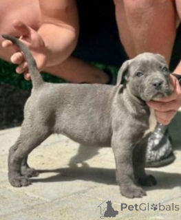 Photo №1. cane corso - for sale in the city of Kragujevac | 619$ | Announcement № 167856