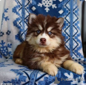 Photo №1.  - for sale in the city of City of London | negotiated | Announcement № 161255