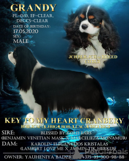 Photo №1. Mating service - breed: cavalier king charles spaniel. Price - negotiated