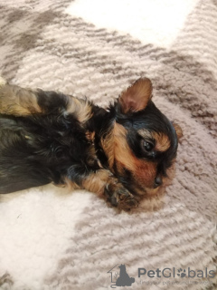 Additional photos: Baby-face Yorkie puppies are completely ready to go.