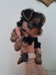 Photo №3. Yorkshire Terrier Puppies for Sale. Germany