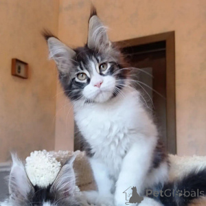 Photo №2 to announcement № 146003 for the sale of maine coon - buy in United Kingdom private announcement