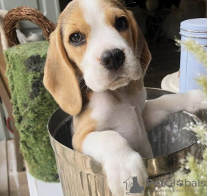 Photo №1. beagle - for sale in the city of Антверпен | 423$ | Announcement № 96196