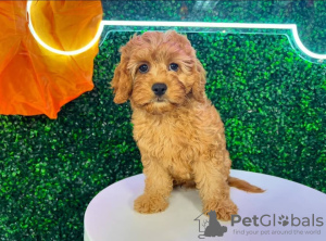 Photo №1. poodle (toy) - for sale in the city of Farnborough | negotiated | Announcement № 122030