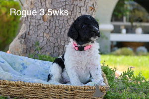 Photo №1. poodle (royal) - for sale in the city of Aalborg | negotiated | Announcement № 158387