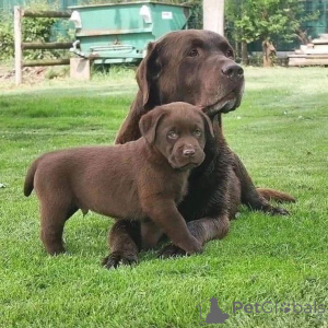 Photo №1. labrador retriever - for sale in the city of Hamburg | 500$ | Announcement № 168089