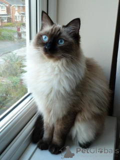 Photo №2 to announcement № 158828 for the sale of birman - buy in Germany from the shelter, breeder