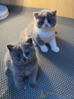 Photo №1. british shorthair - for sale in the city of Munich | negotiated | Announcement № 177846