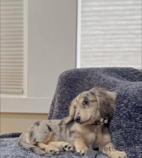 Photo №4. I will sell dachshund in the city of Washington. from the shelter - price - 650$
