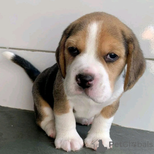 Photo №1. beagle - for sale in the city of Антверпен | 370$ | Announcement № 116959