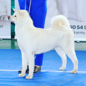 Photo №4. I will sell akita in the city of Stavropol. breeder - price - negotiated