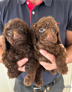 Photo №2 to announcement № 153447 for the sale of non-pedigree dogs - buy in Germany 