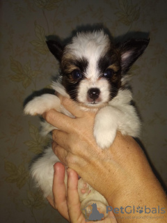 Photo №3. Papillon puppy boy. Ukraine