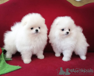 Photo №1. pomeranian - for sale in the city of Ljubljana | negotiated | Announcement № 178308