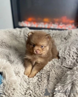 Photo №3. Pomeranian puppies.. Australia