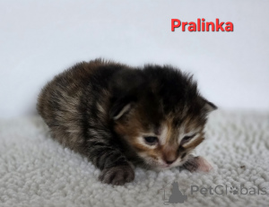 Photo №3. Kuril bobtail. Poland