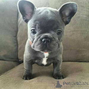 Photo №1. french bulldog - for sale in the city of Tauranga | 500$ | Announcement № 92905