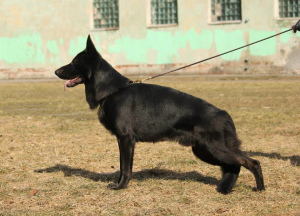 Additional photos: Thoroughbred Puppies of the Black German Shepherd Dog