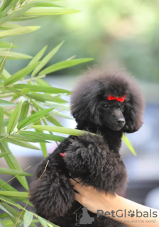 Additional photos: Miniature female poodle