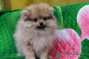 Photo №4. I will sell pomeranian in the city of Москва. breeder - price - 391$