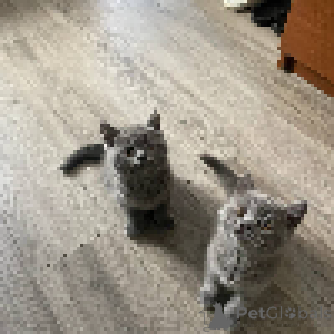 Photo №3. Playful in Bursts -The Ideal Balance of Energy and Chill. Montenegro