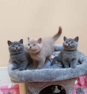 Photo №1. british shorthair - for sale in the city of Kosta | Is free | Announcement № 125715