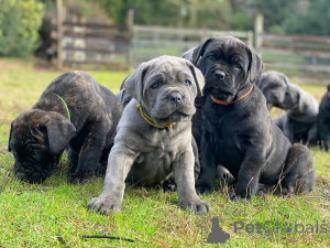 Photo №1. cane corso - for sale in the city of Bremen | negotiated | Announcement № 166823