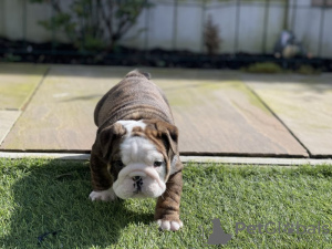 Photo №2 to announcement № 100201 for the sale of english bulldog - buy in United States private announcement