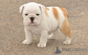 Photo №1. english bulldog - for sale in the city of Paris | negotiated | Announcement № 157239