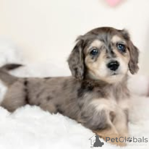 Photo №4. I will sell dachshund in the city of Vienna. private announcement, breeder - price - 723$