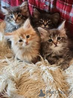 Photo №1. norwegian forest cat - for sale in the city of Espoo | 516$ | Announcement № 171552