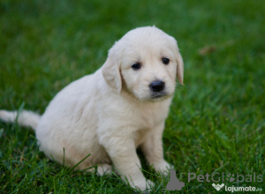 Photo №1. golden retriever - for sale in the city of ANSUBRG | 471$ | Announcement № 150212
