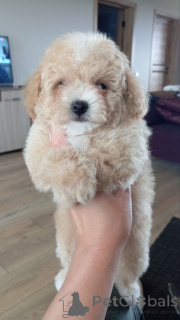 Photo №4. I will sell bichon frise, yorkshire terrier, maltese dog, maltipu, poodle (dwarf), poodle (toy) in the city of Moskova. private announcement, breeder - price - negotiated