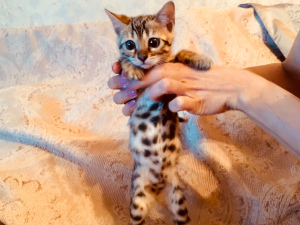 Photo №2 to announcement № 1294 for the sale of bengal cat - buy in Russian Federation breeder