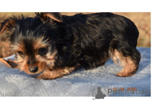Photo №2 to announcement № 168784 for the sale of yorkshire terrier - buy in United States 