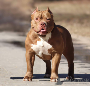 Additional photos: American Bully