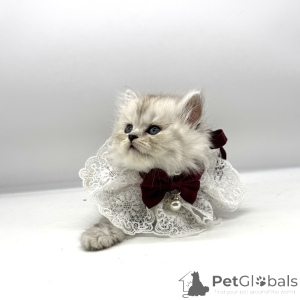 Photo №2 to announcement № 175684 for the sale of scottish straight - buy in United States breeder