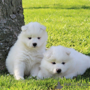 Photo №1. samoyed dog - for sale in the city of Лондерзел | 528$ | Announcement № 90140