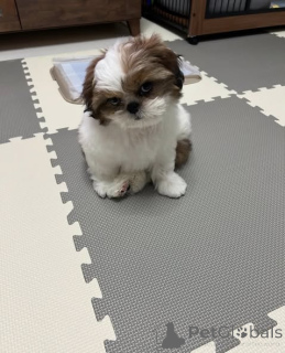 Photo №2 to announcement № 163145 for the sale of shih tzu - buy in Poland breeder