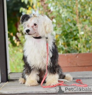 Photo №3. Chinese crested dog. Germany