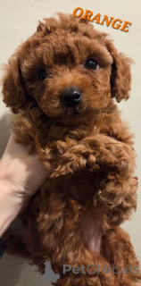 Photo №3. Nog 2 Toy Poodle-puppy's beschikbaar, rood.. Netherlands