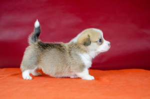 Photo №1. welsh corgi - for sale in the city of Lviv | 1200$ | Announcement № 5595