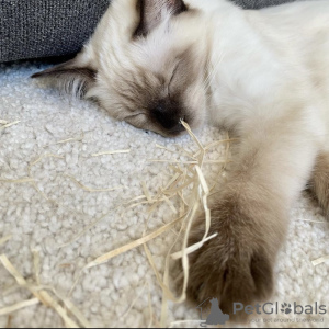 Additional photos: Ragdoll