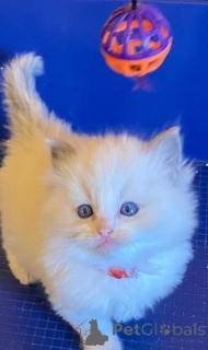 Photo №3. High quality Turkish Angora kitten. Austria