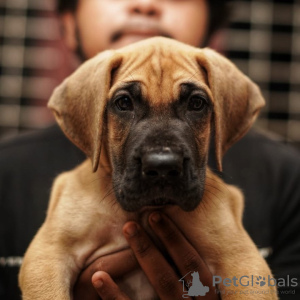 Photo №1. great dane - for sale in the city of Zürich | 528$ | Announcement № 89098