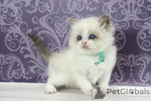 Photo №2 to announcement № 170238 for the sale of ragdoll - buy in Germany breeder
