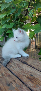 Photo №2 to announcement № 156816 for the sale of ragdoll - buy in Denmark breeder