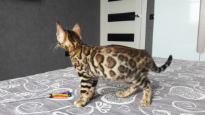 Photo №1. bengal cat - for sale in the city of Gomel | 800$ | Announcement № 1093
