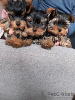 Photo №4. I will sell yorkshire terrier in the city of Gdańsk. private announcement - price - 429$